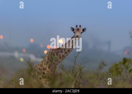 La giraffa, giraffe claf best giraffe Foto Stock