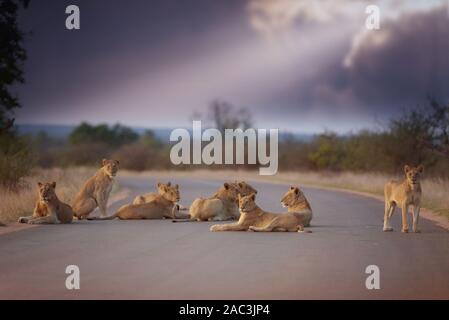 Lion Pride Africa Foto Stock