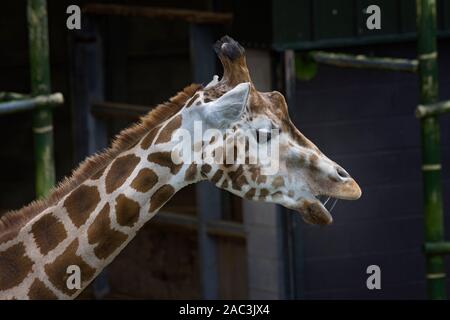 La giraffa, Giraffa, Ritratto, Blackpool Zoo Foto Stock