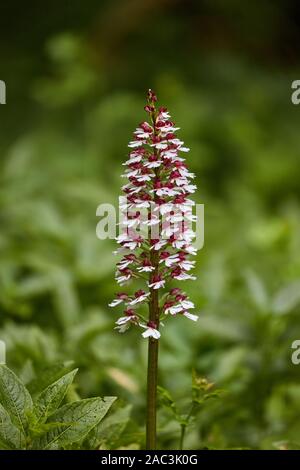 Fiore robusto spike di lady orchid Orchis purpurea a Banca Yockletts nel Kent REGNO UNITO Foto Stock