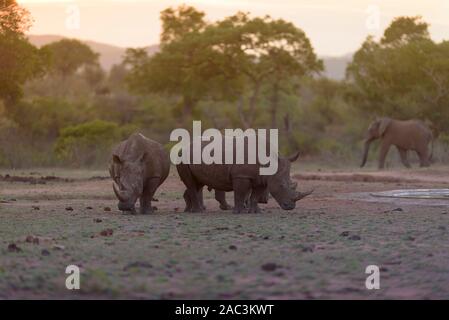 White Rhino rhino migliore ritratto Foto Stock