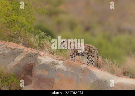 Ritratto di Leopard africana di Leopard Foto Stock