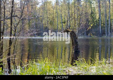 Un vecchio snag bastoni fuori dello stagno, una foresta lago nel folto dei boschi Foto Stock