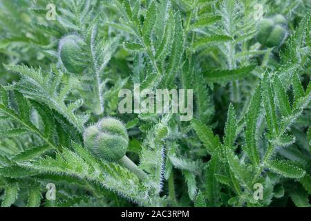 In un giardino di primavera, tre non aperti di papavero orientale le teste dei fiori di scattare fino a partire da un grumo denso di loro fern-come fogliame, riempimento del telaio con il verde. Foto Stock