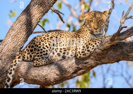 Leopardo, Panto pardus, in un albero, Riserva privata di Khwai, Delta di Okavango, Botswana Foto Stock