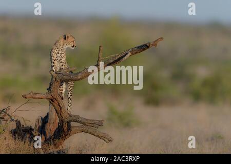 Ghepardo ritratto, ghepardo cub, best ghepardo Foto Stock