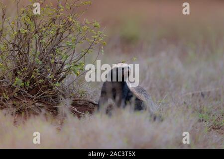 Honey badger nel deserto, miele selvatico badger Foto Stock