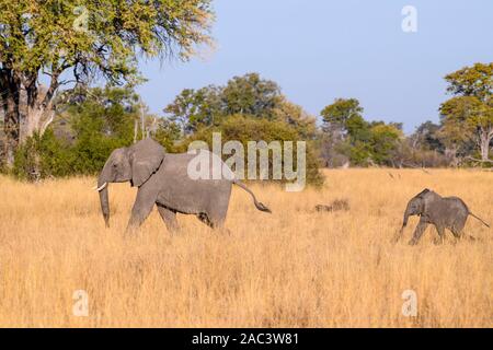 Elefante africano, Loxodonta africana, madre e vitello, Macatoo, Delta dell'Okavango, Botswana Foto Stock