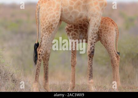 La giraffa, giraffe claf best giraffe Foto Stock