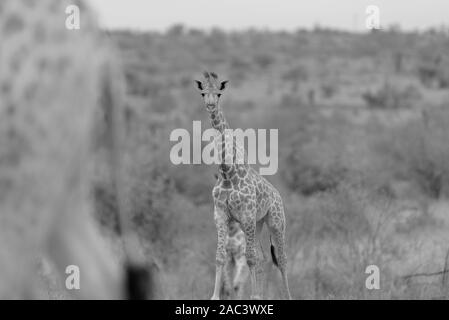 La giraffa, giraffe claf best giraffe Foto Stock