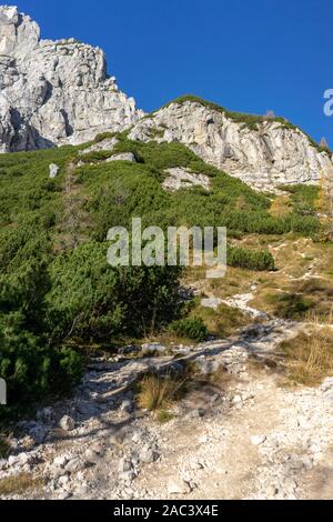 Il giallo dei larici in montagna Foto Stock