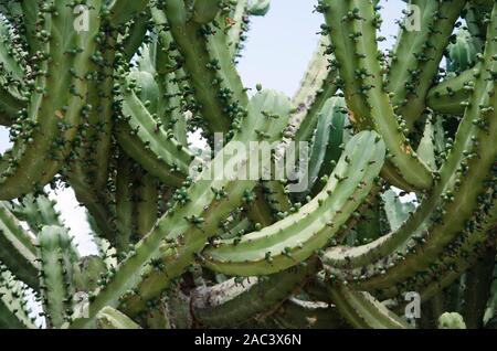 Il mirtillo cactus, whortleberry cactus o candela blu, Myrtillocactus Geometrizans, nativi messicani cactaceae Foto Stock