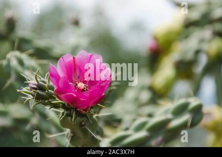 Fuchsia fiore di cactus, bella e vivace e in hidalgo, Messico Foto Stock