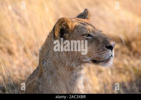 Leone Giovane, Leone Panthera, Macatoo, Delta Okavango, Botswana Foto Stock