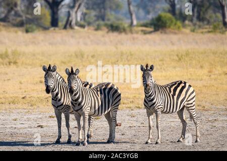 Zebra di Burchell, Equus quagga Burchellii, Macatoo, Delta di Okavango, Botswana. Conosciuto anche come pianure o ZEBRA comune Foto Stock