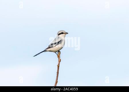 Grande Grigio Shrike sul ramo (Lanius excubitor) Foto Stock