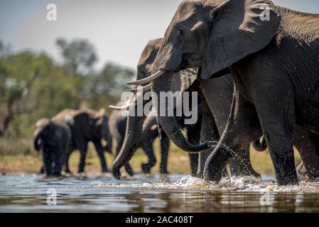 Una mandria di elefanti raccogliere gli Elefanti Elefante africano Foto Stock