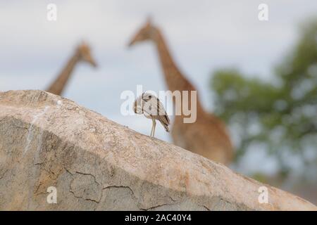 La giraffa, giraffe claf best giraffe Foto Stock