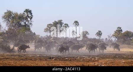 Mandria di bufali africani o di bufali del Capo, di Caffer di Syncerus, di Macatoo, del Delta dell'Okavango, del Botswana Foto Stock