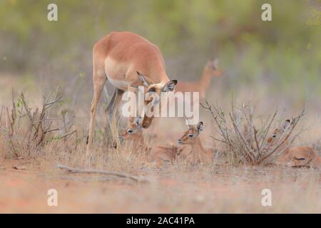 Baby impala vitello e mom Foto Stock