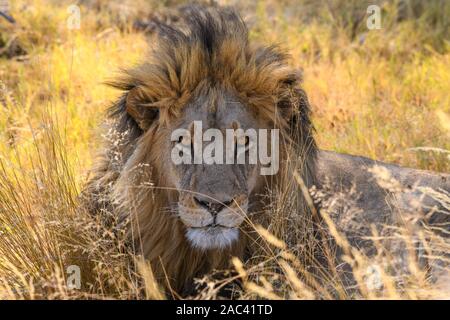 Leone maschio, leone Panthera, in erba lunga, Macatoo, Delta Okavango, Botswana Foto Stock