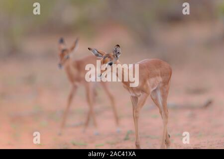 Baby impala vitello e mom Foto Stock