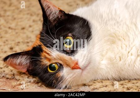 Zucca, un quattro-anno-vecchia gatta calico, fissa sul pavimento, nov. 22, 2019, in Coden, Alabama. Circa 99. Il 9 per cento dei gatti calico sono di sesso femminile. Foto Stock