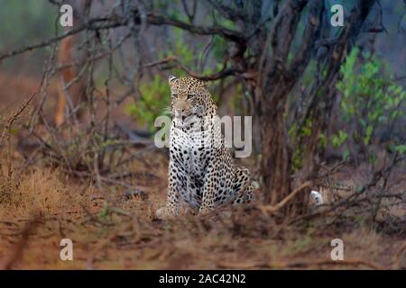 Ritratto di Leopard africana di Leopard Foto Stock