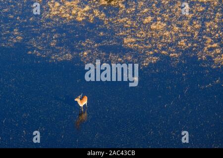 Vista di Aeiral di Lechwe rosso, Kobus leche, in piedi in acqua, Anche conosciuto come Lechwe meridionale. Macatoo, Delta Dell'Okavango, Botswana Foto Stock
