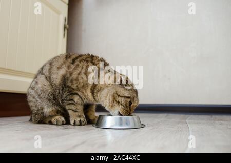 Tabby Scottish Fold gatto a mangiare cibo da una ciotola. Scottish Fold gatto mangia il cibo secco. Gatto sano concetto di dieta Foto Stock