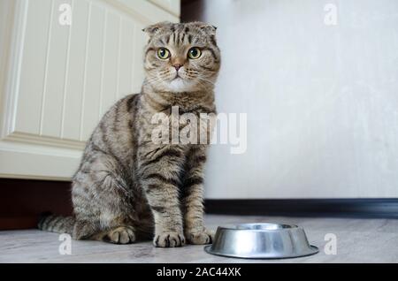 Tabby shorthair cat seduto sul pavimento in cucina vicino al vuoto della piastra in metallo. Foto Stock