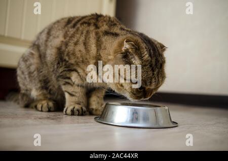 Tabby Scottish Fold cat mangiare cibo secco da una piastra metallica. Gatto sano concetto di dieta Foto Stock