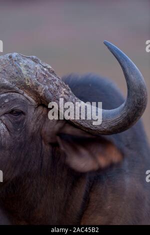 African Cape buffalo, Buffalo ritratto Foto Stock