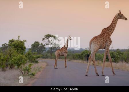 La giraffa, giraffe claf best giraffe Foto Stock