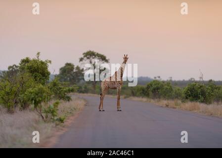 La giraffa, giraffe claf best giraffe Foto Stock