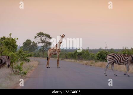 La giraffa, giraffe claf best giraffe Foto Stock