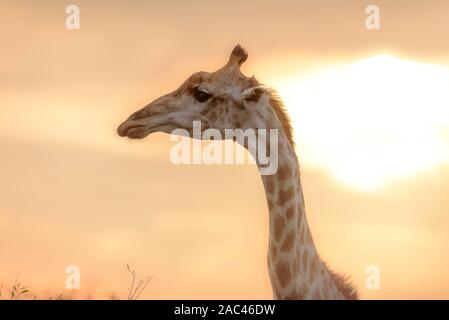 La giraffa, giraffe claf best giraffe Foto Stock