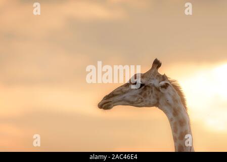 La giraffa, giraffe claf best giraffe Foto Stock