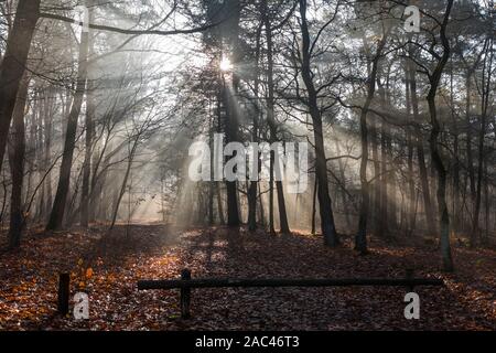 Bellissimi raggi di luce in legno di autunno con nebbia in una foresta Olandese, Paesi Bassi Foto Stock