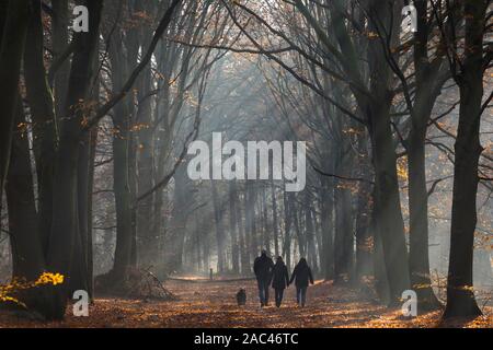 La gente camminare un olandese autunno foresta con sunray nella nebbia Foto Stock