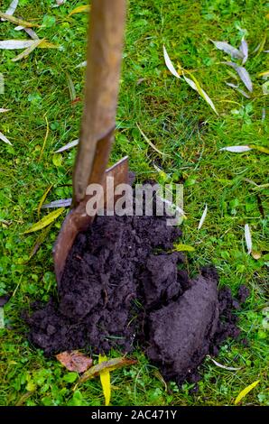 Lombrico in sana topsoil lo scavo dopo la raccolta degli ortaggi. Compostati attentamente il suolo non contengono nitrati ed è ideale per organici Foto Stock