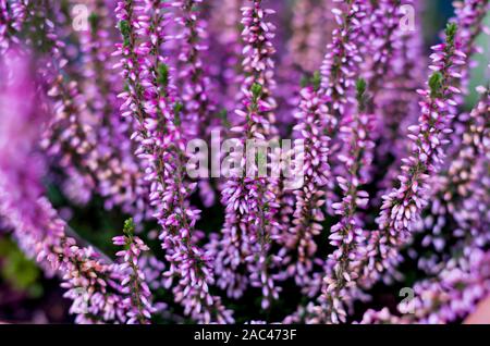 Heather fiori, autunno fiore, adatto come sfondo. Moody foto positivo. Foto Stock