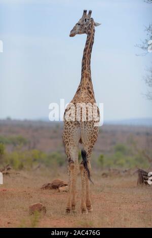 La giraffa, giraffe claf best giraffe Foto Stock