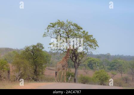 La giraffa, giraffe claf best giraffe Foto Stock