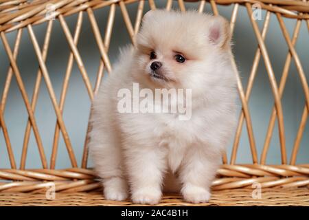 Carino Spitz Cane cuccioli . colore beige. piccolo. Foto Stock