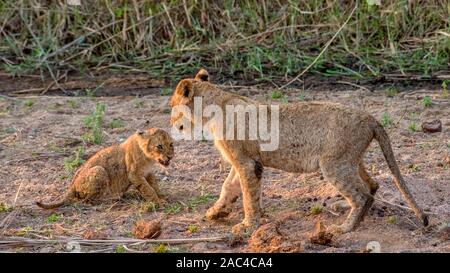 Molto giovane Lion Cub ringhiando a un vecchio Lion Cub durante la riproduzione Foto Stock