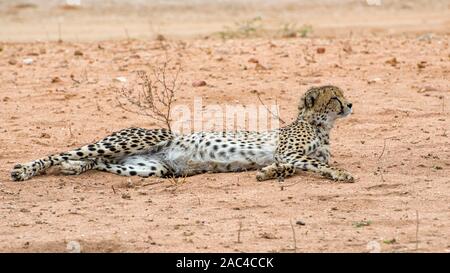 Ghepardo adulto si stende sulla savana sabbiosa in Sud Africa Foto Stock