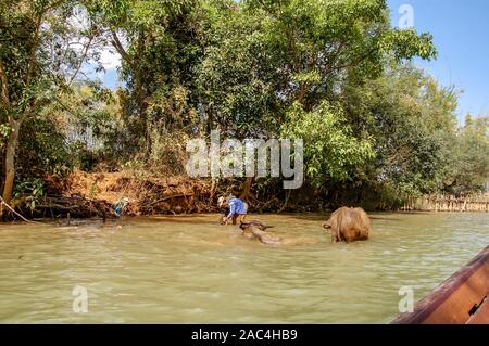 L'uomo delle acque di balneazione buffalo in fiume Foto Stock