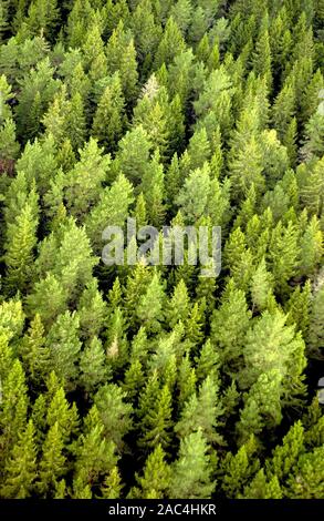 AJAXNETPHOTO. La Svezia. - Foresta di alberi - Vista aerea di argento verde di betulle. foto:JONATHAN EASTLAND/AJAX REF:D1X82008 1333 Foto Stock