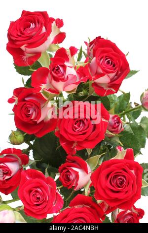 Bouquet di rose rosse isolato su sfondo bianco Foto Stock